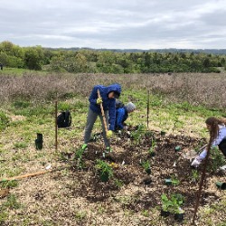 Register My Pollinator Plot: No Seeds Needed