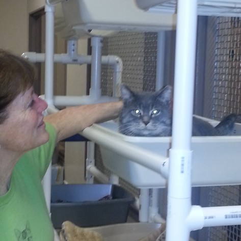In-Shelter Volunteer