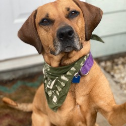 62e996141b74e_1-Brownie.jpg