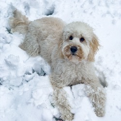 62e99a9ae2ede_1-CoCo.jpg
