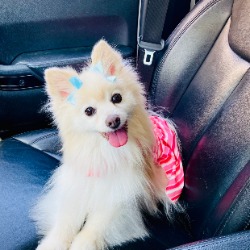 62e99b71c0772_1-Dolly.jpg