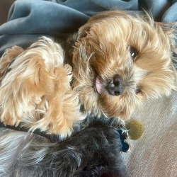 62e99c0be565b_1-Gizmo.jpg