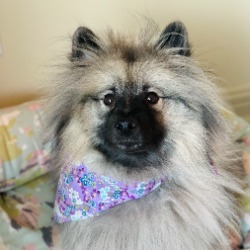 62e9ae65d6894_1-Pepper.jpg